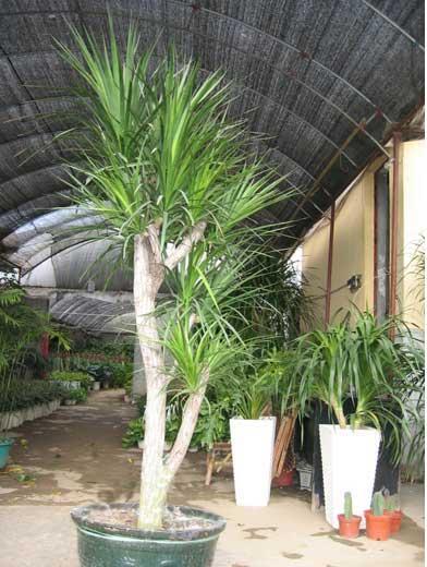 大龙须树
